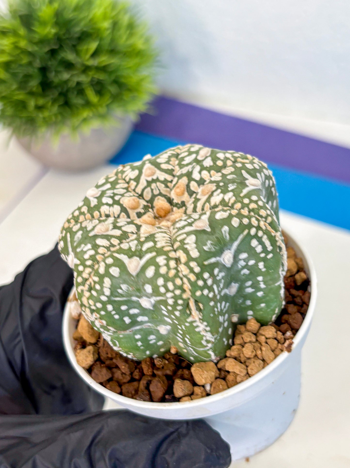 Astrophytum V Type (at4) (11) | Star Cactus