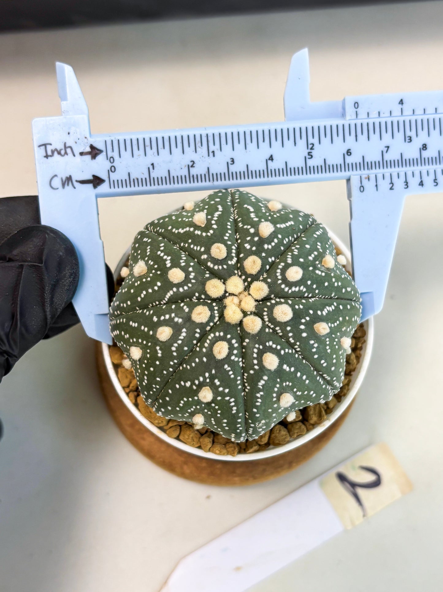 Astrophytum Star Shape (at3) (r2) | Rare Cactus