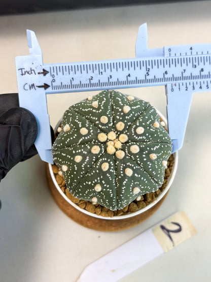 Astrophytum Star Shape (at3) (r2) | Rare Cactus