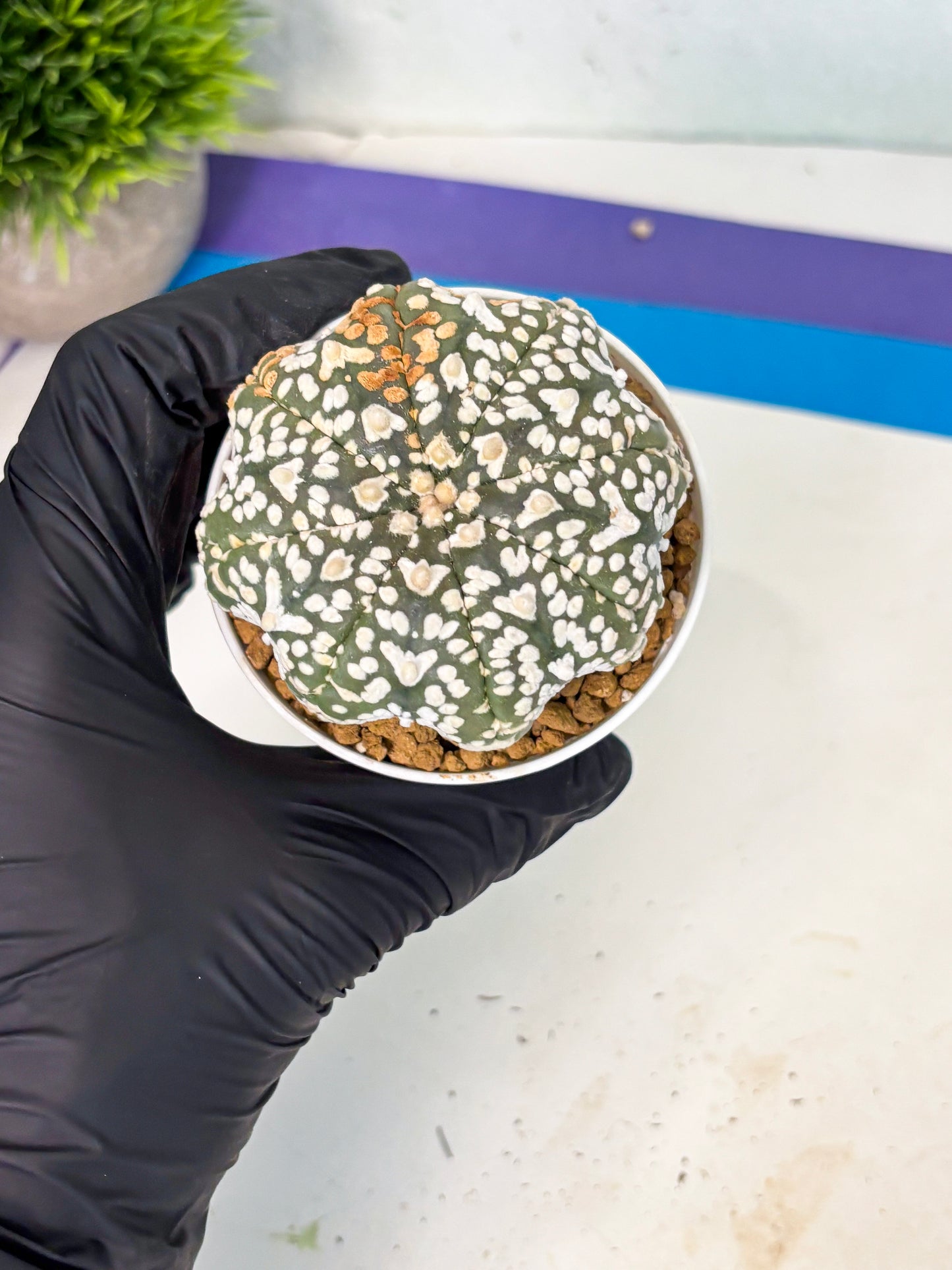 Astrophytum V-Type (at6) (r3) | Rare Star Cactus