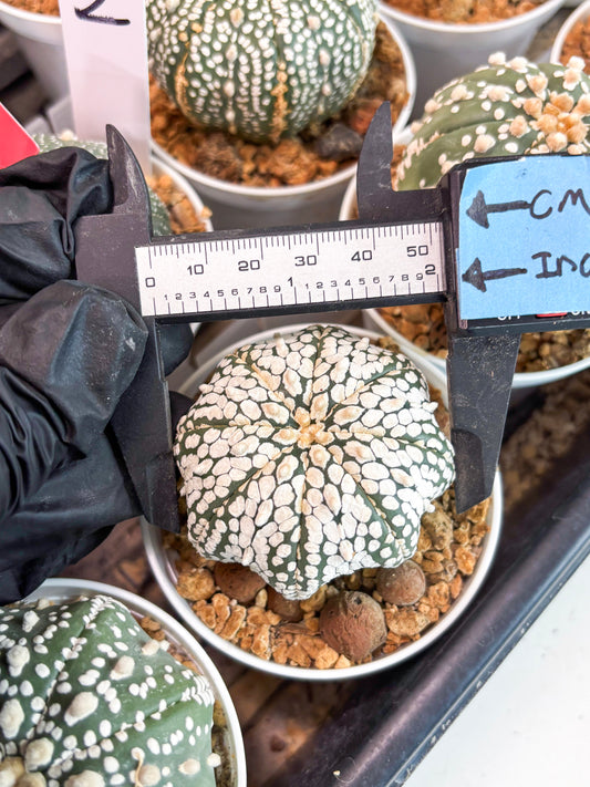 Astrophytum Super Kabuto (t12) (g2) | 3" Pot