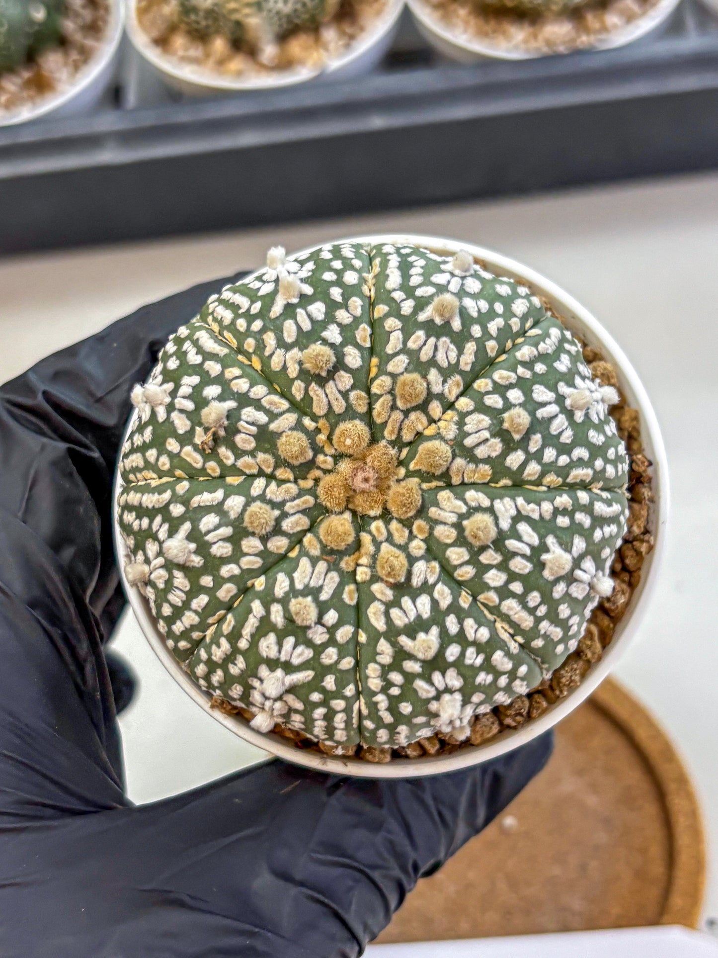 Astrophytum Super Kabuto (at1) (11) | Collection Plant | Rare Cactus
