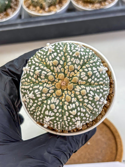 Astrophytum Super Kabuto (at1) (11) | Collection Plant | Rare Cactus
