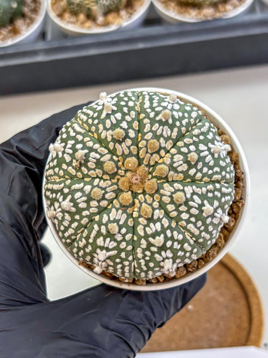 Astrophytum Super Kabuto (at1) (11) | Collection Plant | Rare Cactus