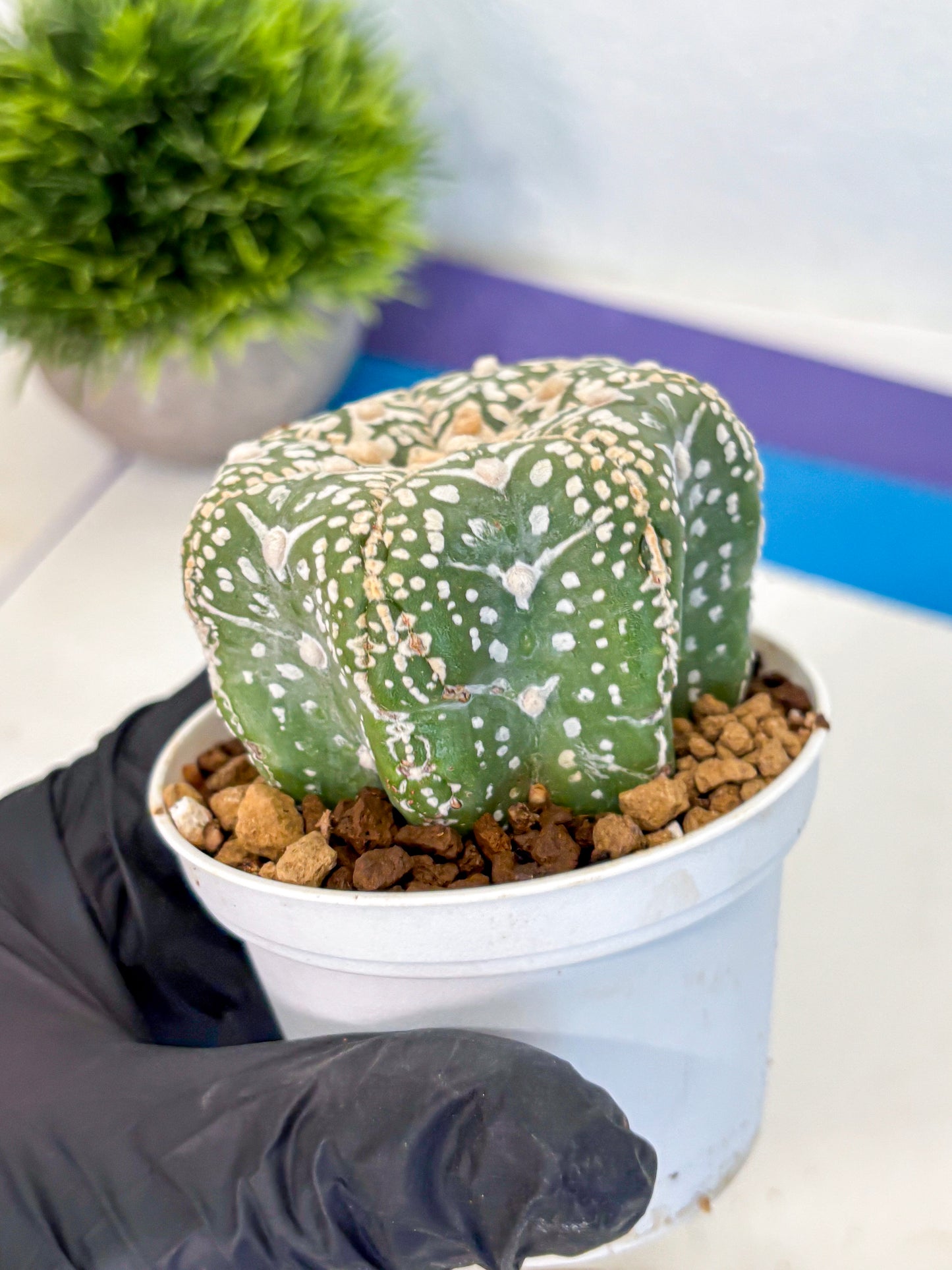 Astrophytum V Type (at4) (11) | Star Cactus