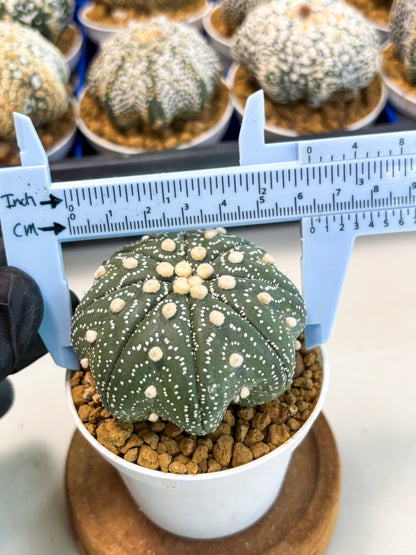 Astrophytum Star Shape (at3) (r2) | Rare Cactus