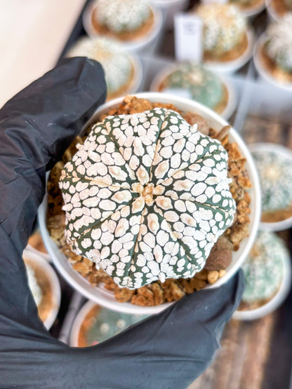 Astrophytum Super Kabuto (t12) (g2) | 3" Pot