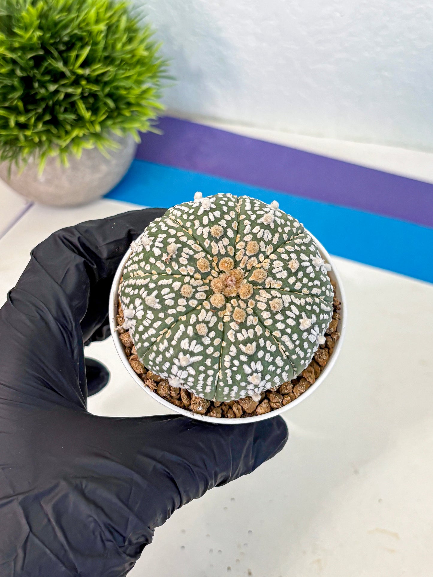 Astrophytum Super Kabuto (at1) (11) | Collection Plant | Rare Cactus