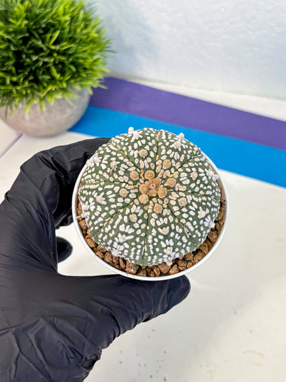 Astrophytum Super Kabuto (at1) (11) | Collection Plant | Rare Cactus