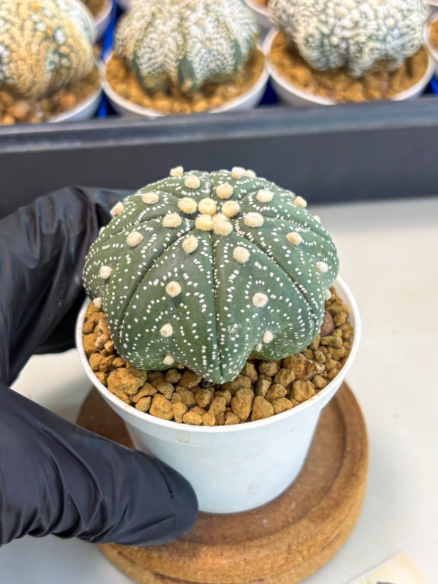 Astrophytum Star Shape (at3) (r2) | Rare Cactus