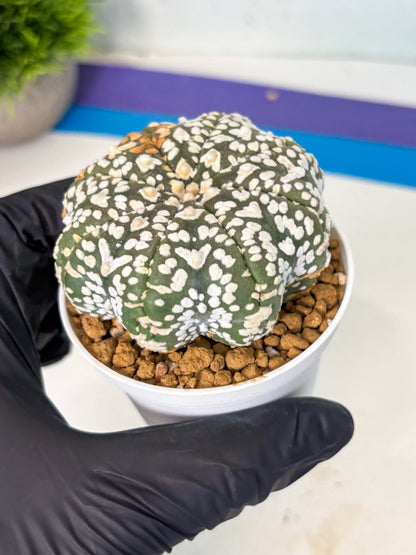 Astrophytum V-Type (at6) (r3) | Rare Star Cactus