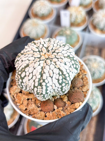 Astrophytum Super Kabuto (t12) (g2) | 3" Pot