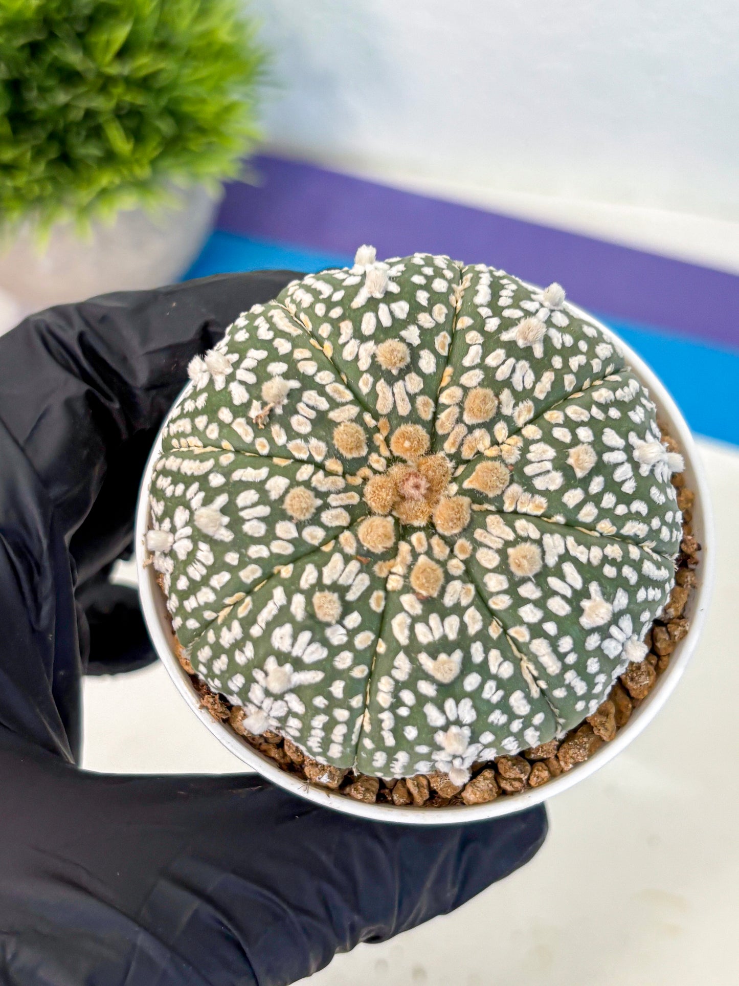 Astrophytum Super Kabuto (at1) (11) | Collection Plant | Rare Cactus