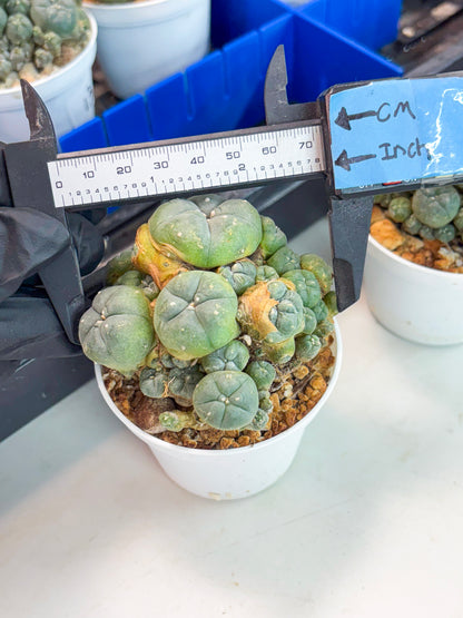 Spineless Cactus (Lo1) (p1) | For Advanced Growers