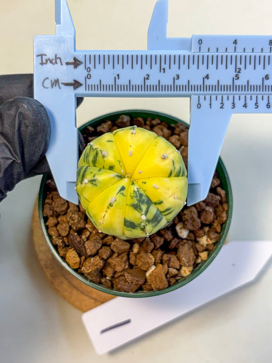 Astrophytum Variegated (at9) (01) | Rare Plant | Live Cactus