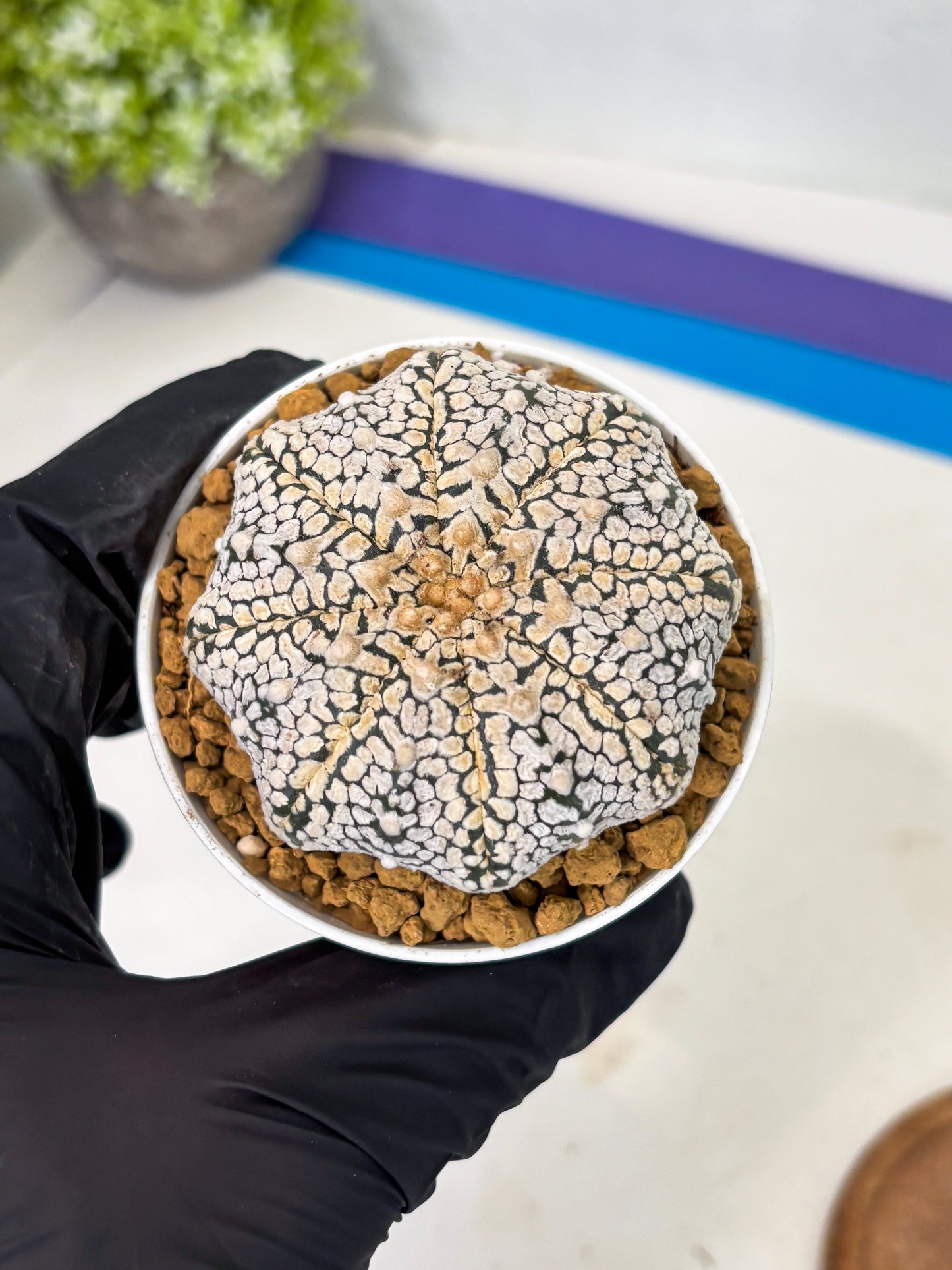 Astrophytum V-Type (at1) (p5) | Imported Cactus