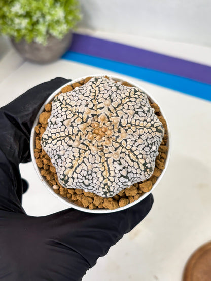 Astrophytum V-Type (at1) (p5) | Imported Cactus