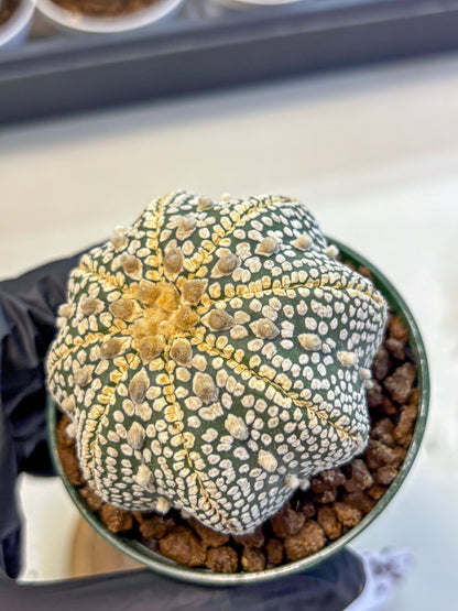 Astrophytum V Type (at5) (03) |  Sea urchin cactus