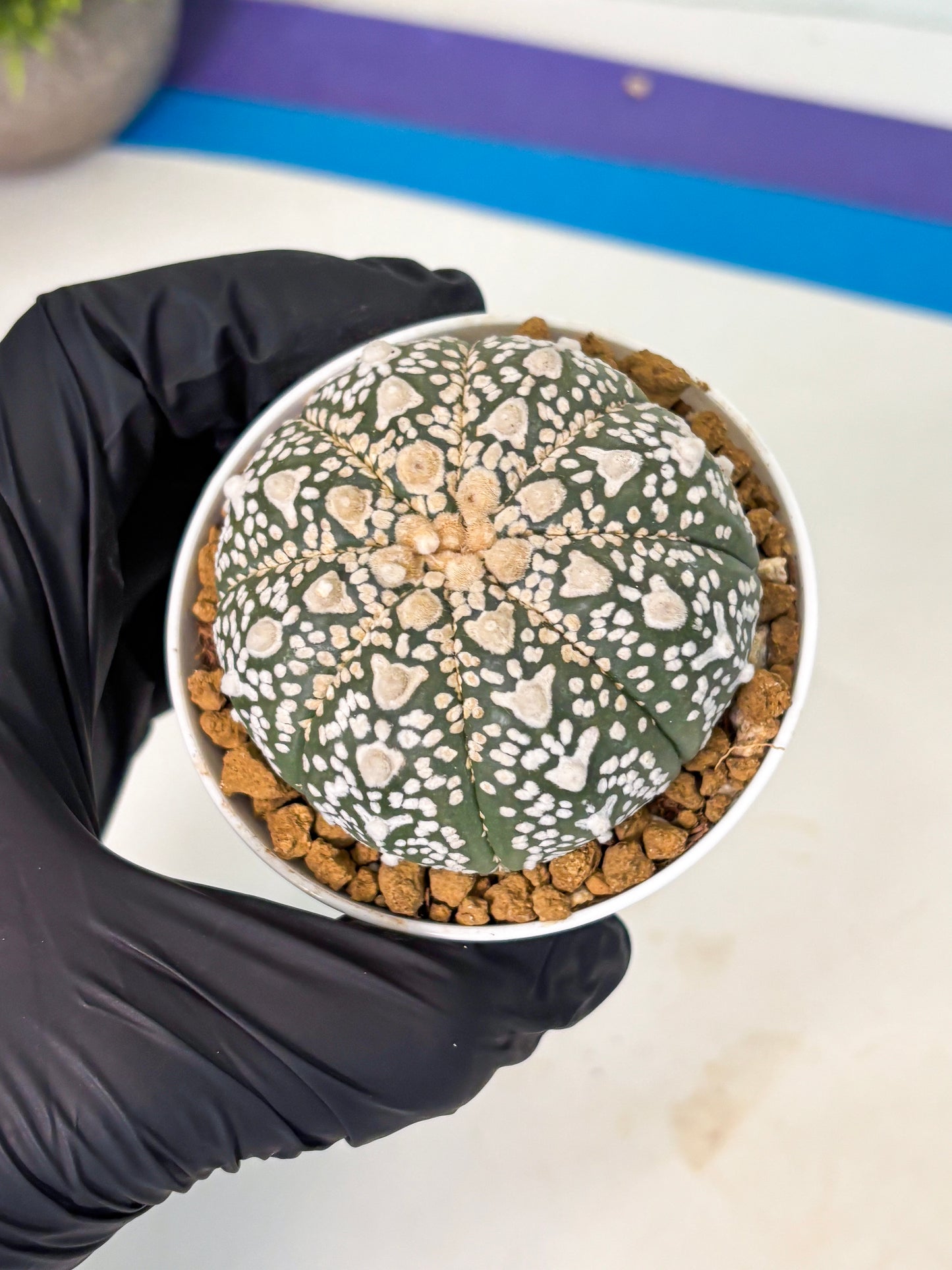 Astrophytum V-Type (at5) (p2) | Rare imported Plant