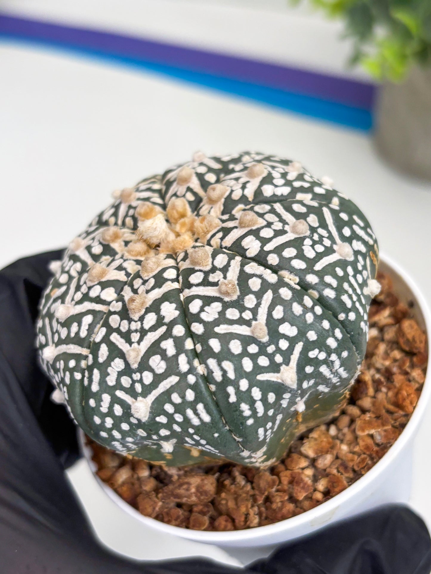 Astrophytum Super Kabuto V Type (T4) (b4) | Las Vegas Seller