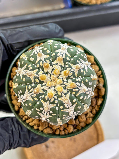 Astrophytum V Type (at2) (03) | Live Plant | Rare Collection