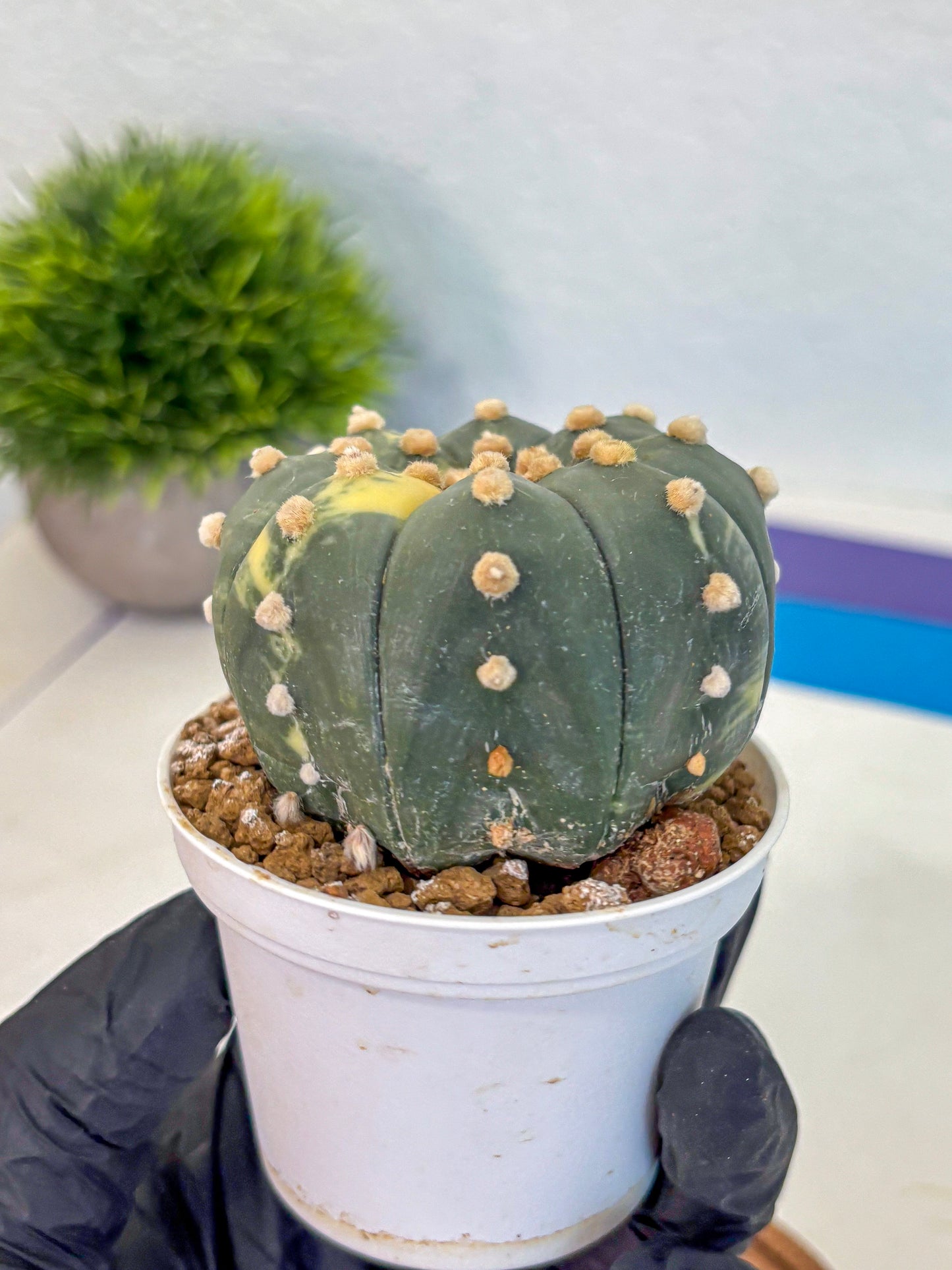 Astrophytum Variegated (at9) (03) | Rare Plant | Live Cactus
