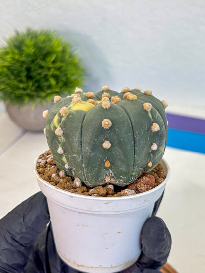 Astrophytum Variegated (at9) (03) | Rare Plant | Live Cactus