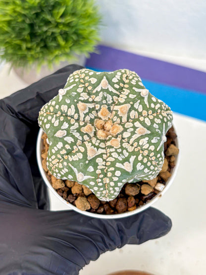 Astrophytum V Type (at4) (11) | Star Cactus