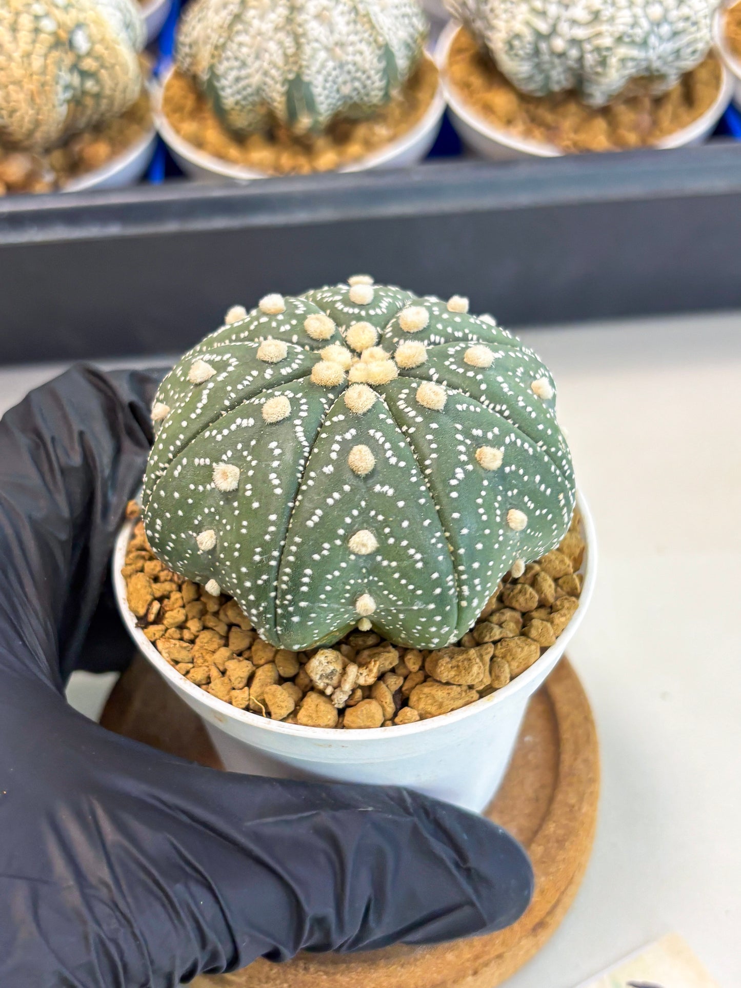 Astrophytum Star Shape (at3) (r2) | Rare Cactus