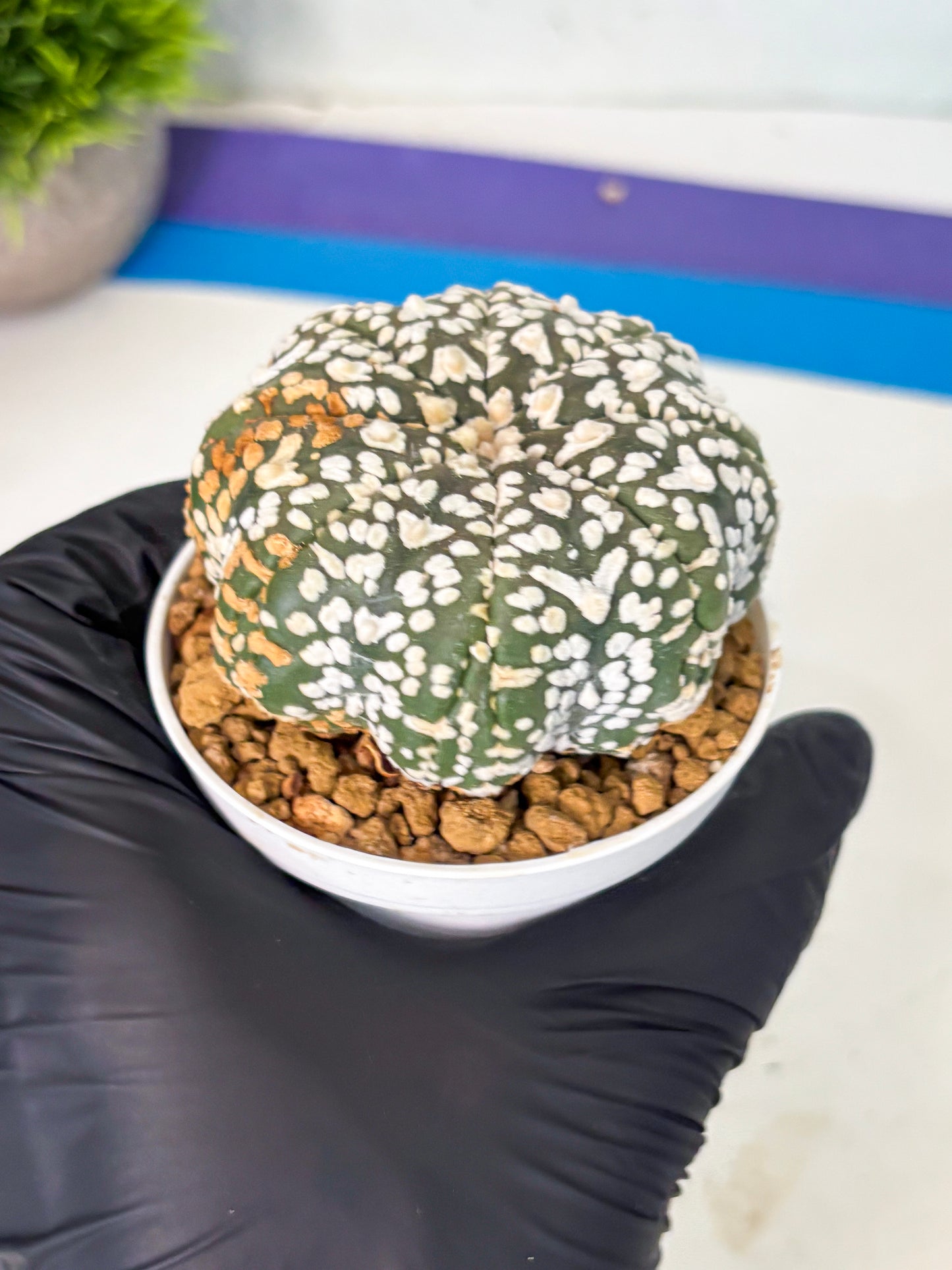 Astrophytum V-Type (at6) (r3) | Rare Star Cactus