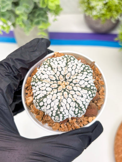 Astrophytum Super Kabuto (t12) (g2) | 3" Pot