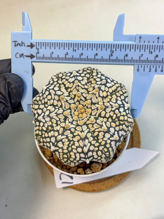 Astrophytum V Type (at4) (12) | Star Cactus