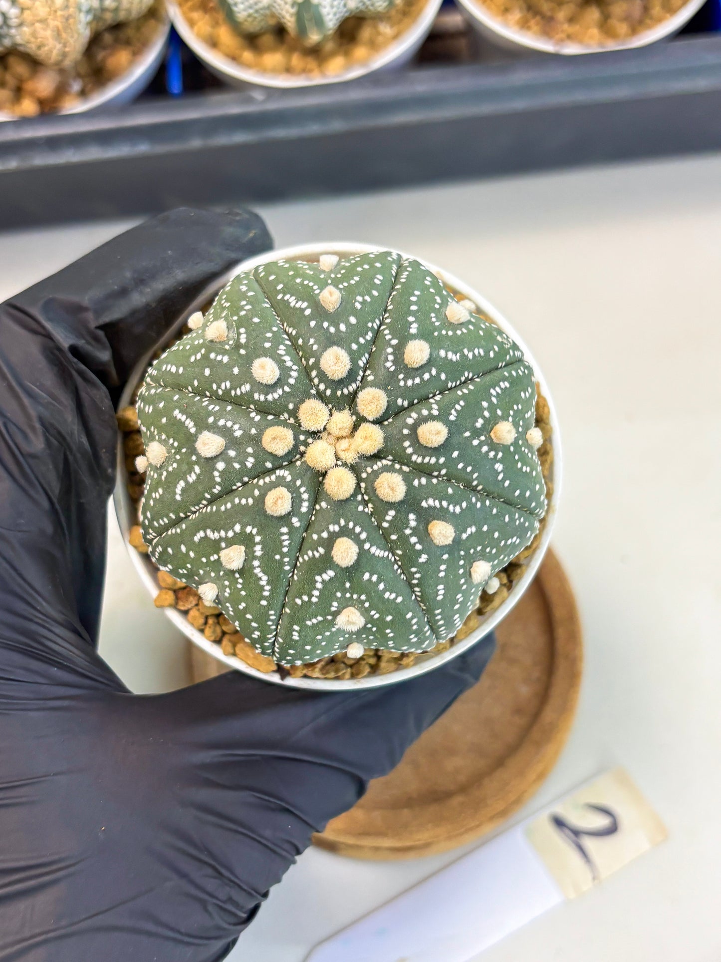 Astrophytum Star Shape (at3) (r2) | Rare Cactus