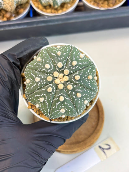 Astrophytum Star Shape (at3) (r2) | Rare Cactus