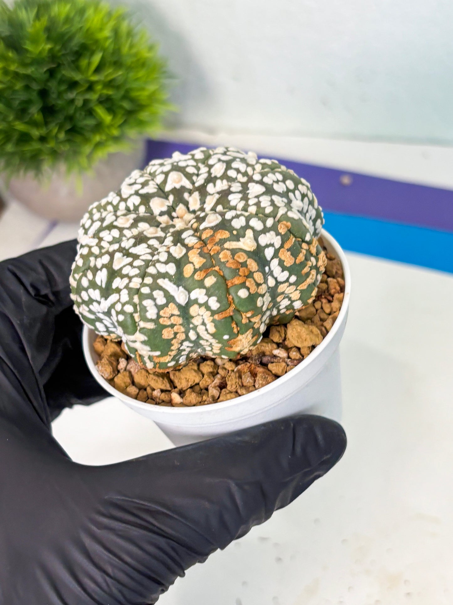 Astrophytum V-Type (at6) (r3) | Rare Star Cactus