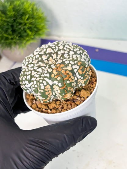 Astrophytum V-Type (at6) (r3) | Rare Star Cactus