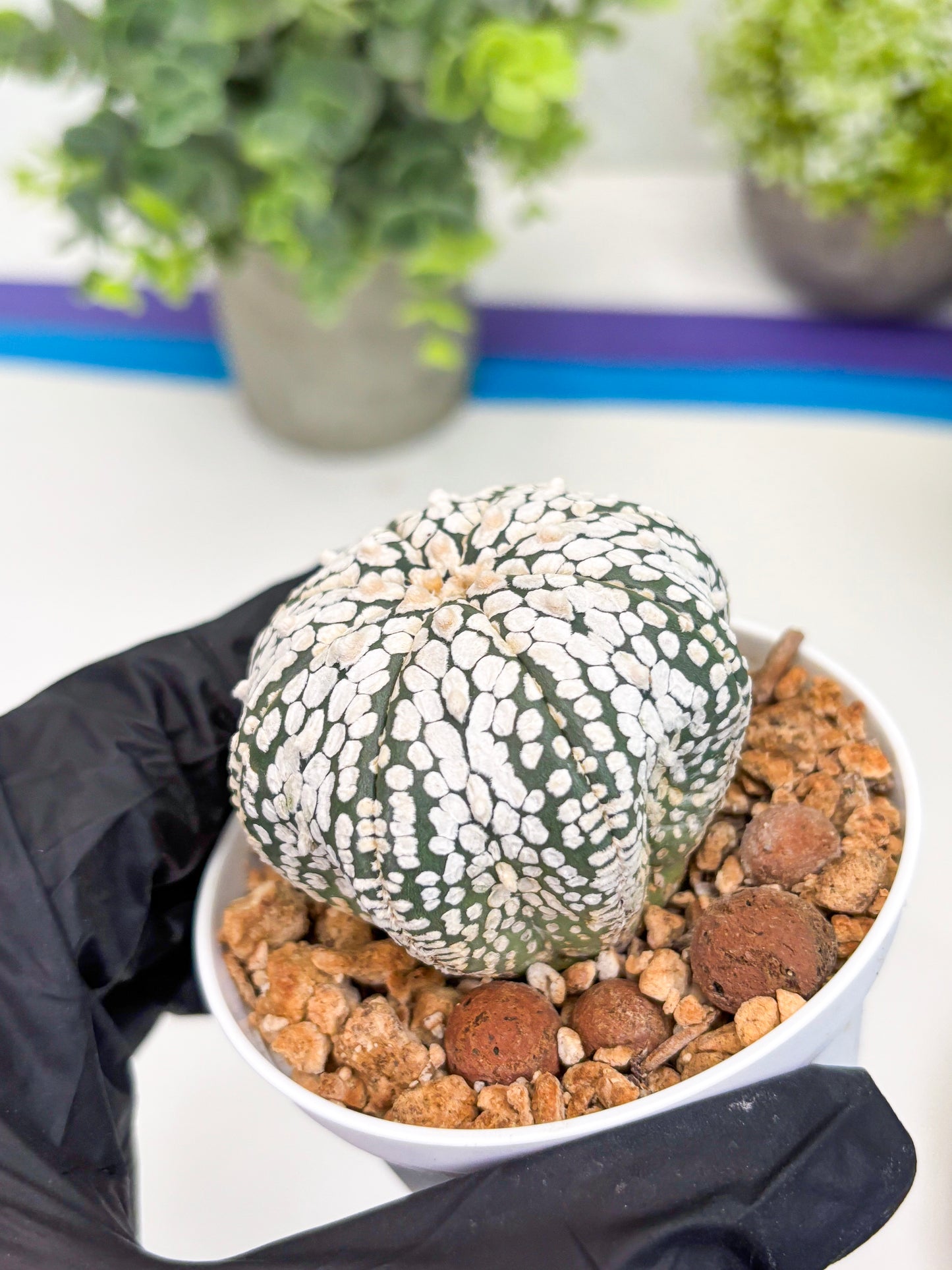 Astrophytum Super Kabuto (t12) (g2) | 3" Pot