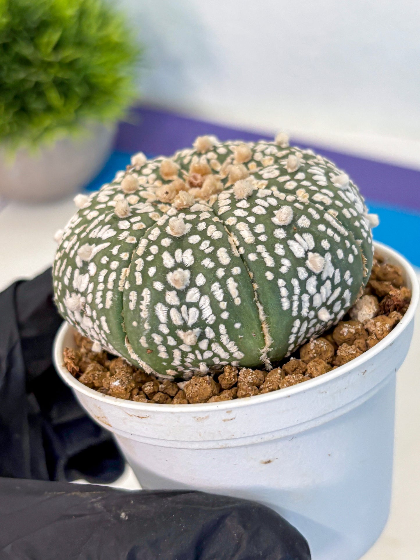 Astrophytum Super Kabuto (at1) (11) | Collection Plant | Rare Cactus
