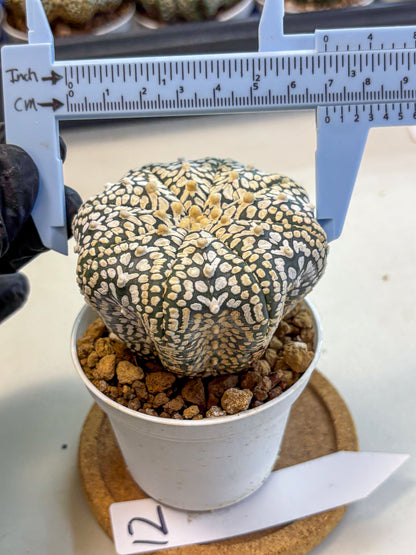 Astrophytum V Type (at4) (12) | Star Cactus