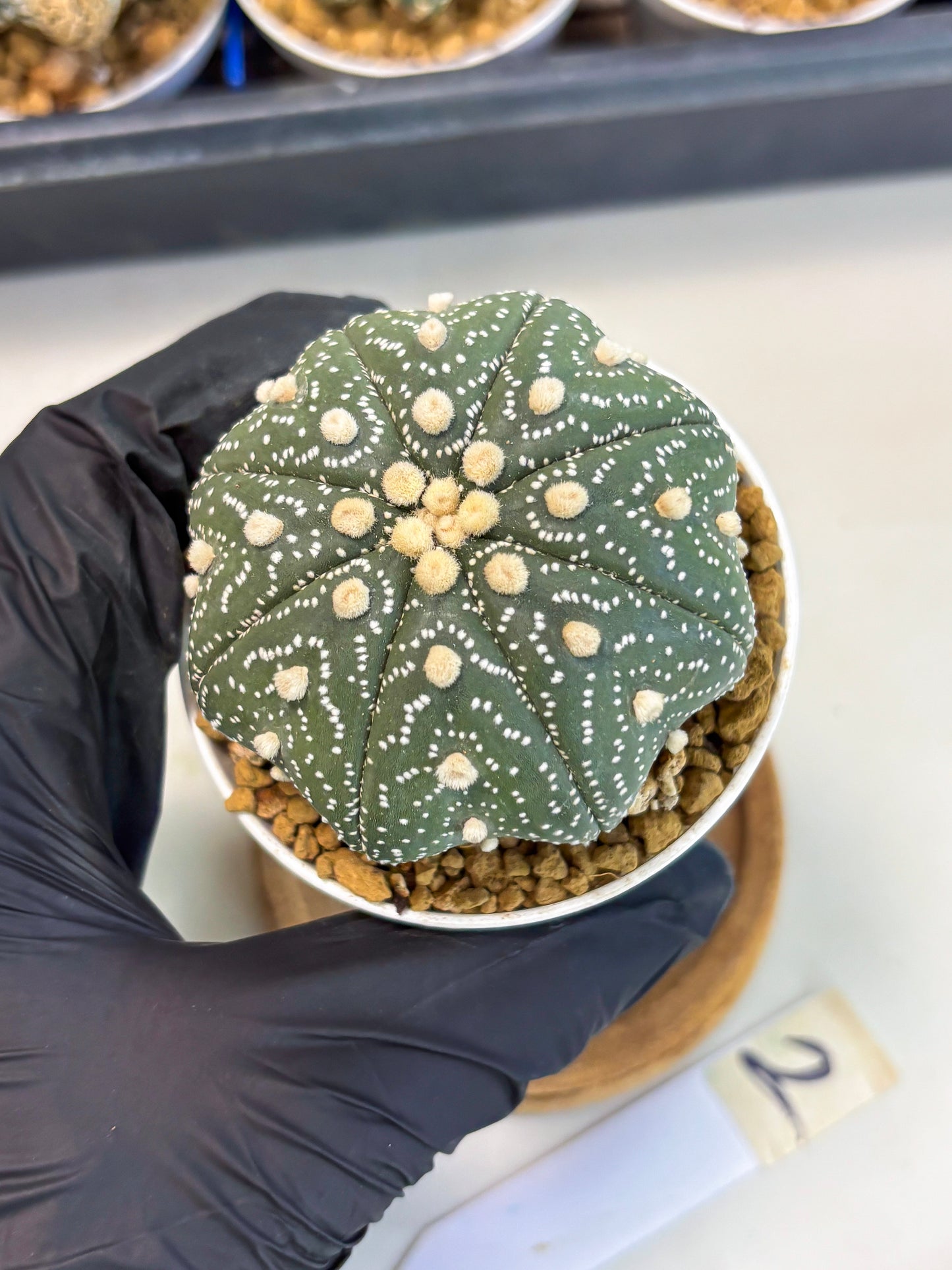 Astrophytum Star Shape (at3) (r2) | Rare Cactus