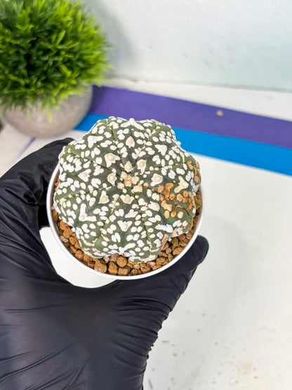 Astrophytum V-Type (at6) (r3) | Rare Star Cactus