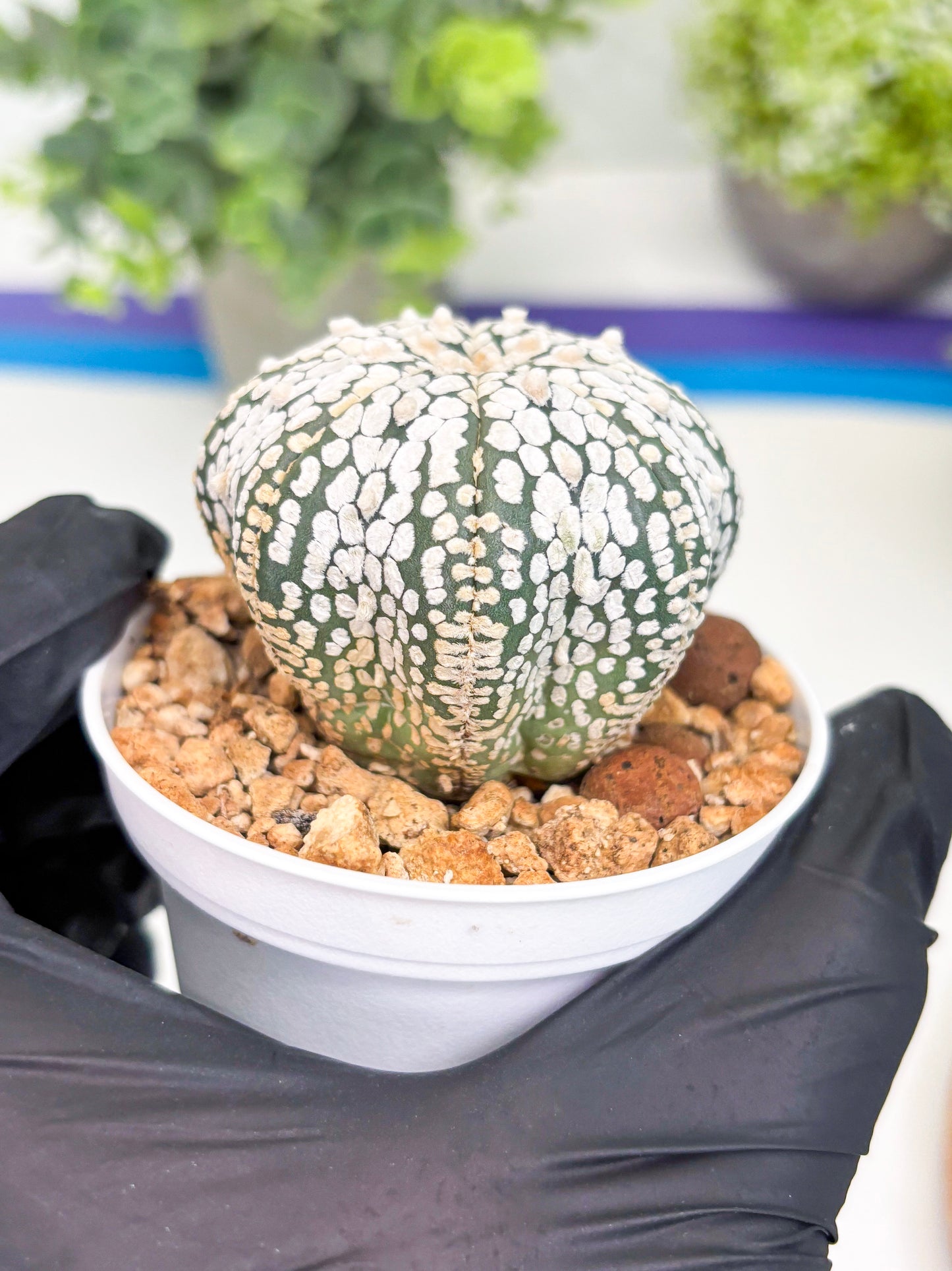 Astrophytum Super Kabuto (t12) (g2) | 3" Pot