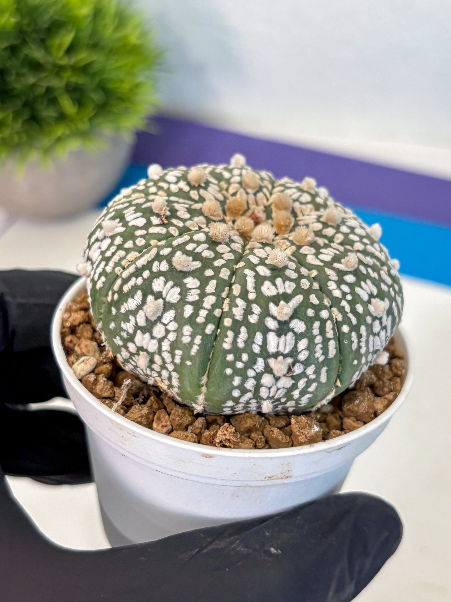 Astrophytum Super Kabuto (at1) (11) | Collection Plant | Rare Cactus