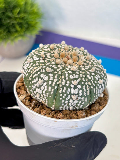 Astrophytum Super Kabuto (at1) (11) | Collection Plant | Rare Cactus