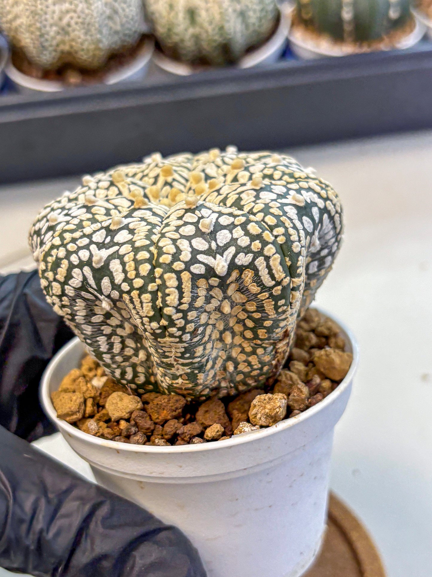 Astrophytum V Type (at4) (12) | Star Cactus