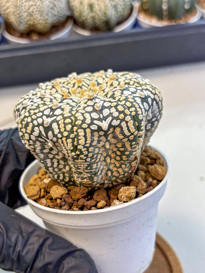 Astrophytum V Type (at4) (12) | Star Cactus