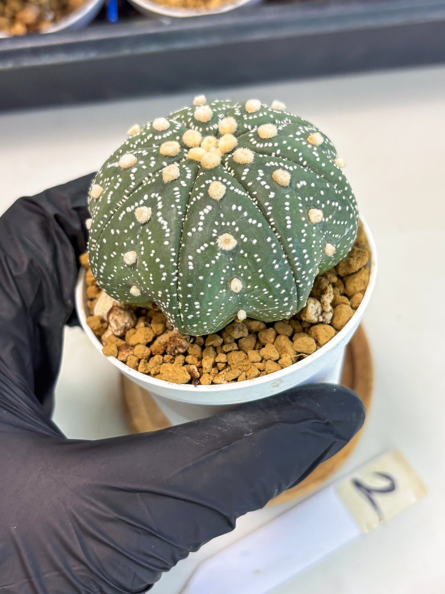 Astrophytum Star Shape (at3) (r2) | Rare Cactus