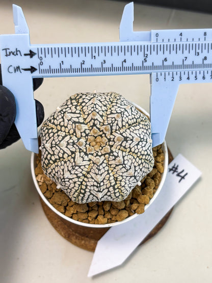 Astrophytum V-Type (at6) (r4) | Rare Star Cactus