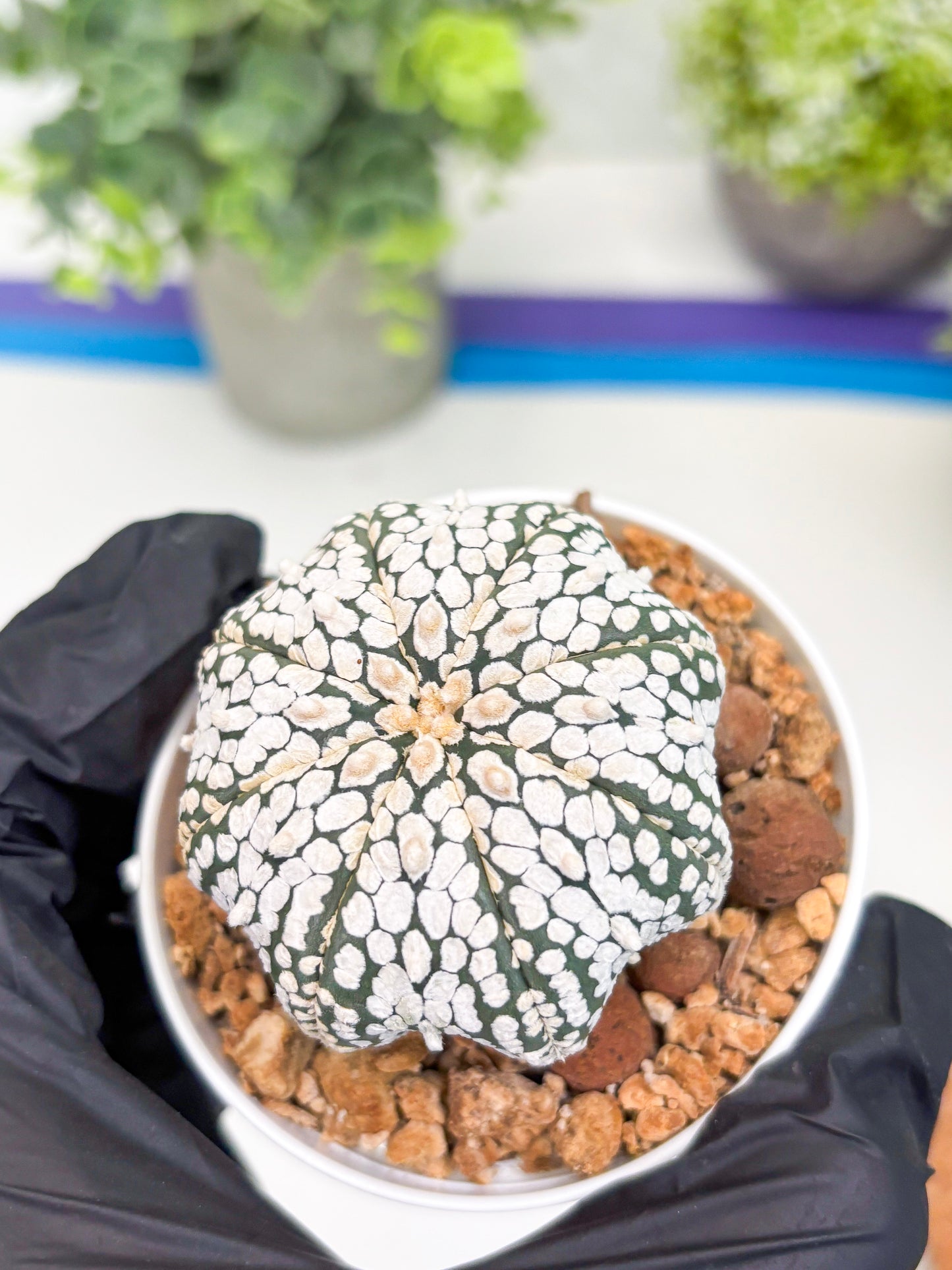 Astrophytum Super Kabuto (t12) (g2) | 3" Pot