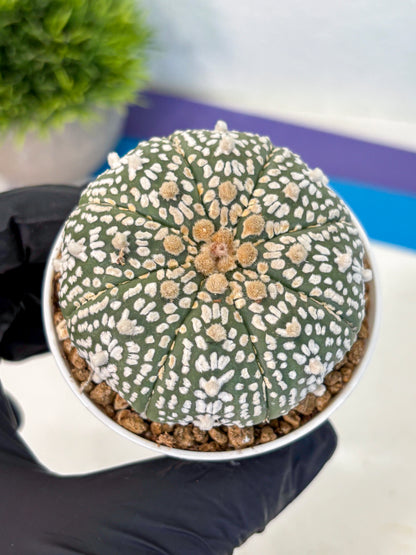 Astrophytum Super Kabuto (at1) (11) | Collection Plant | Rare Cactus